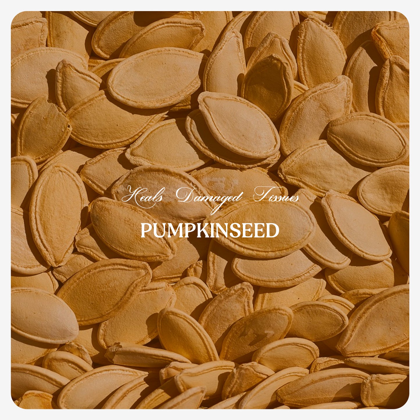 Organic Pumpkin Seed Oil (Cold Pressed)