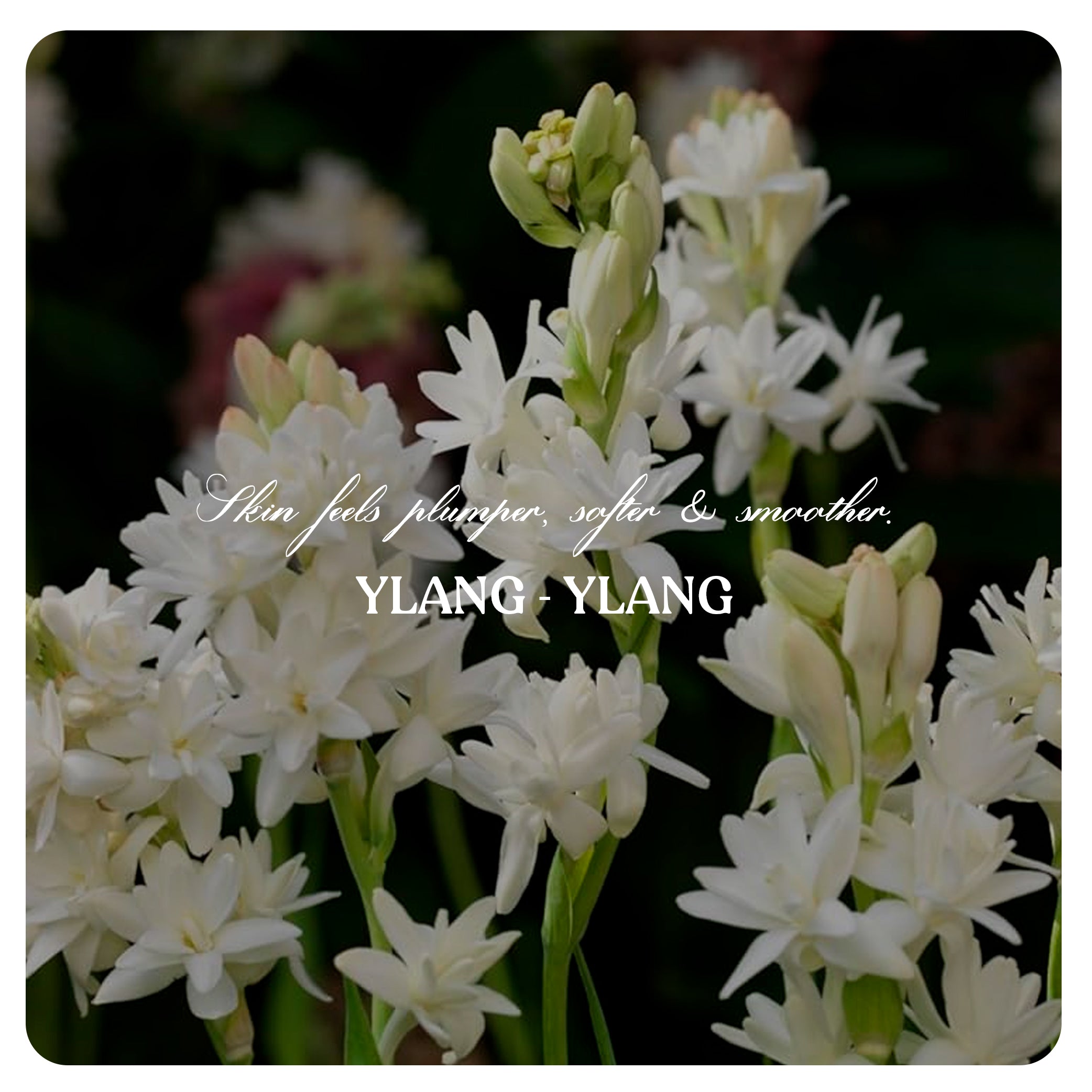 Face cream (Dry Skin)