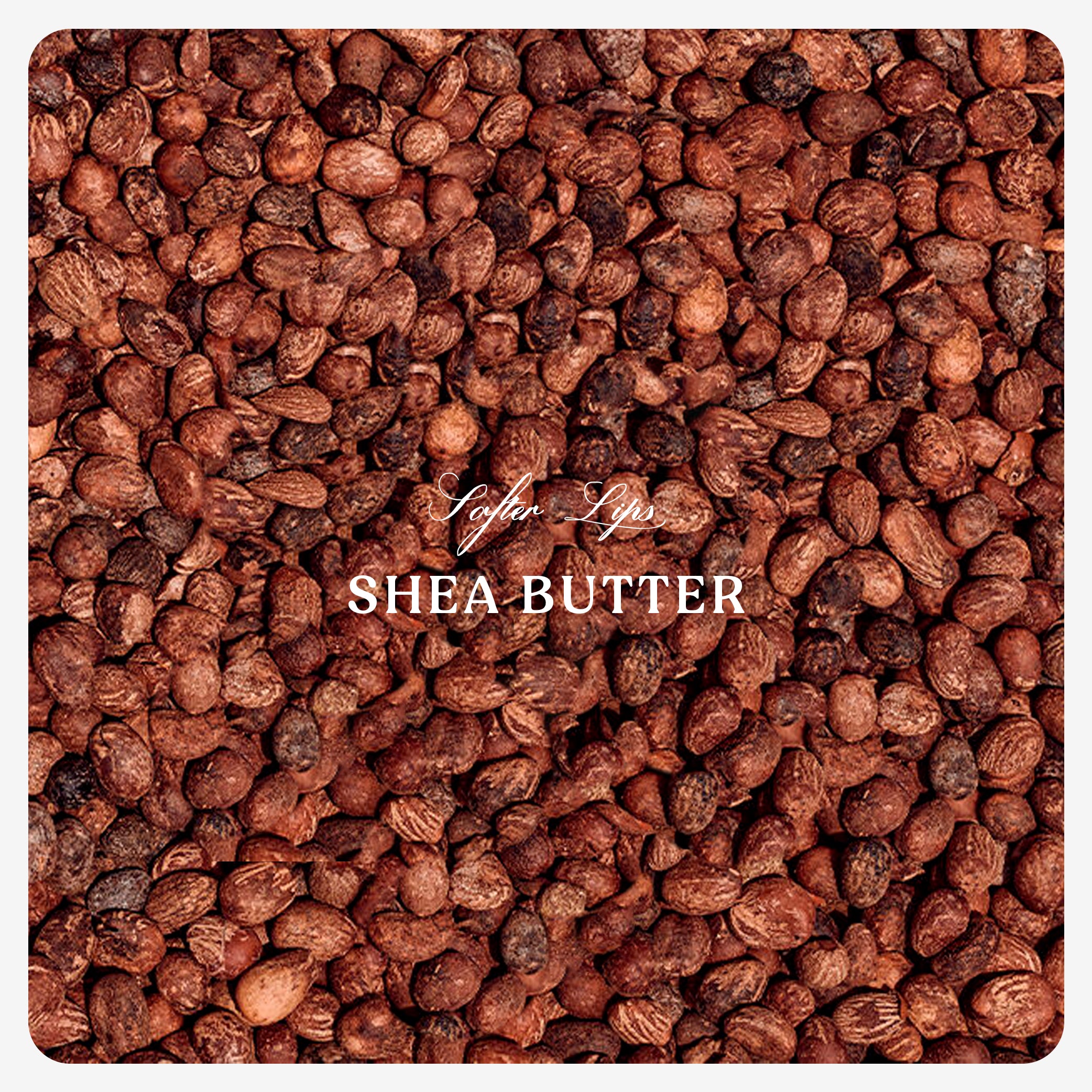 Shea Butter Lip Balm (Organic)