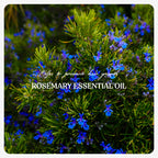 Rosemary Essential Oil