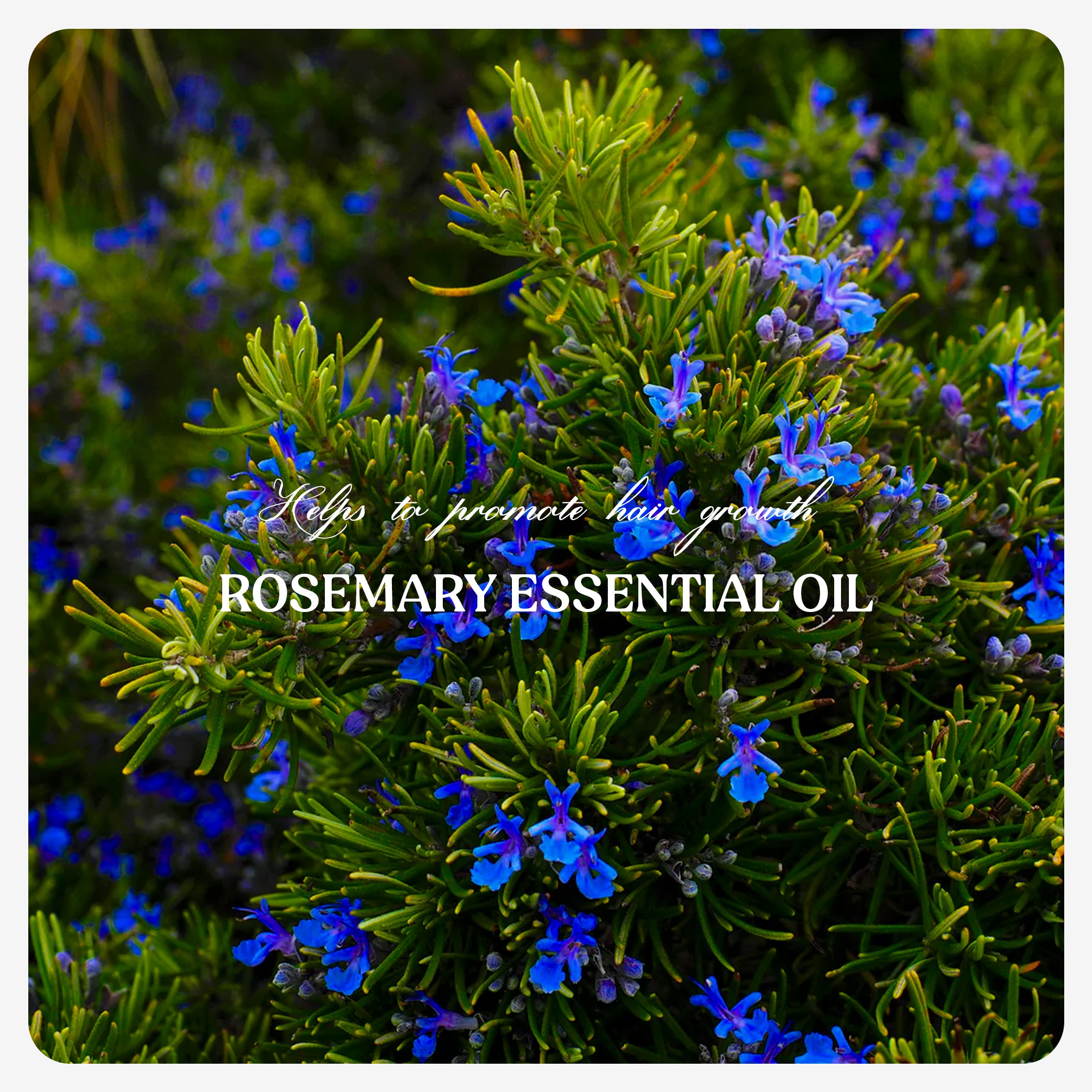 Rosemary Essential Oil