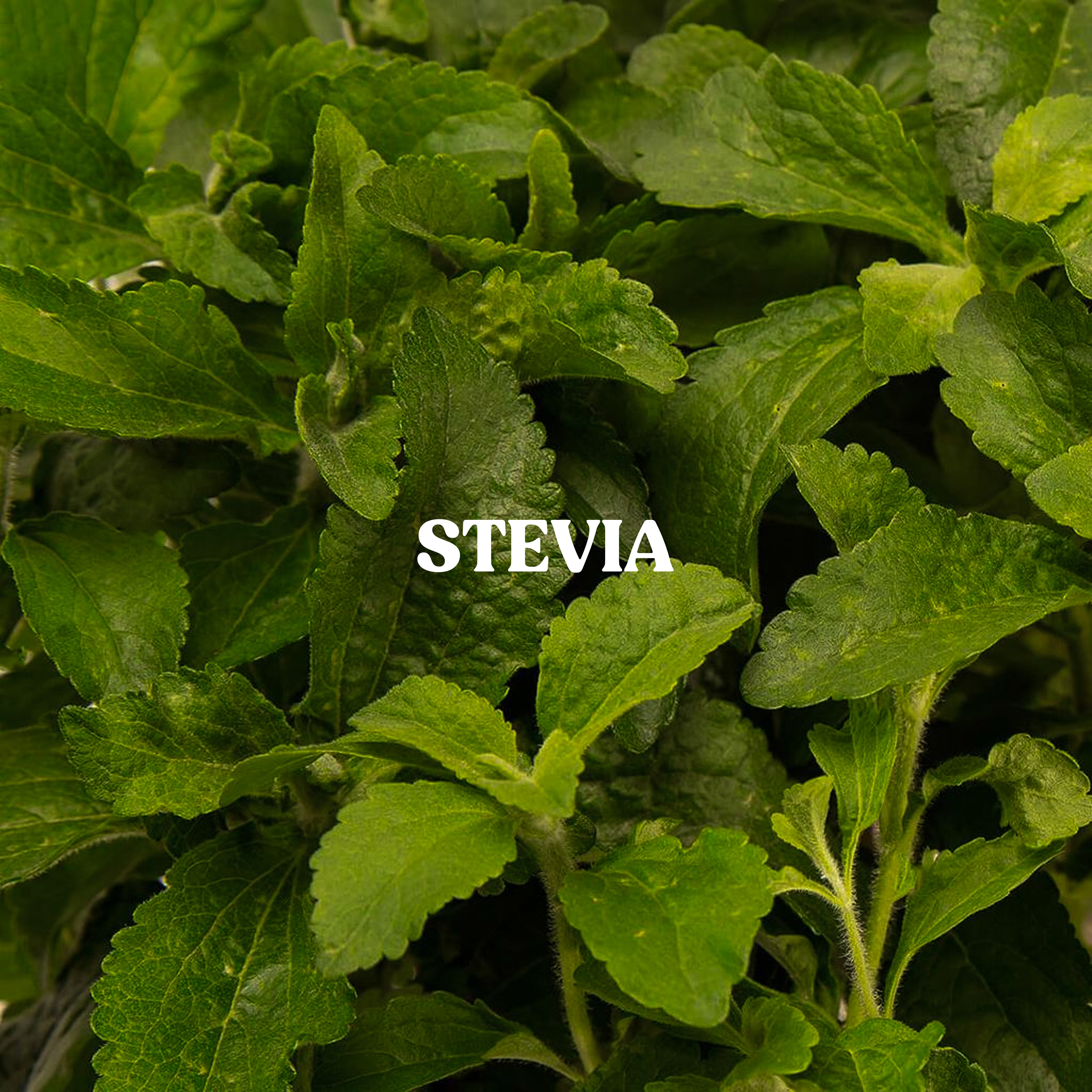 Stevia Powder
