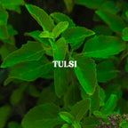 Tulsi Powder